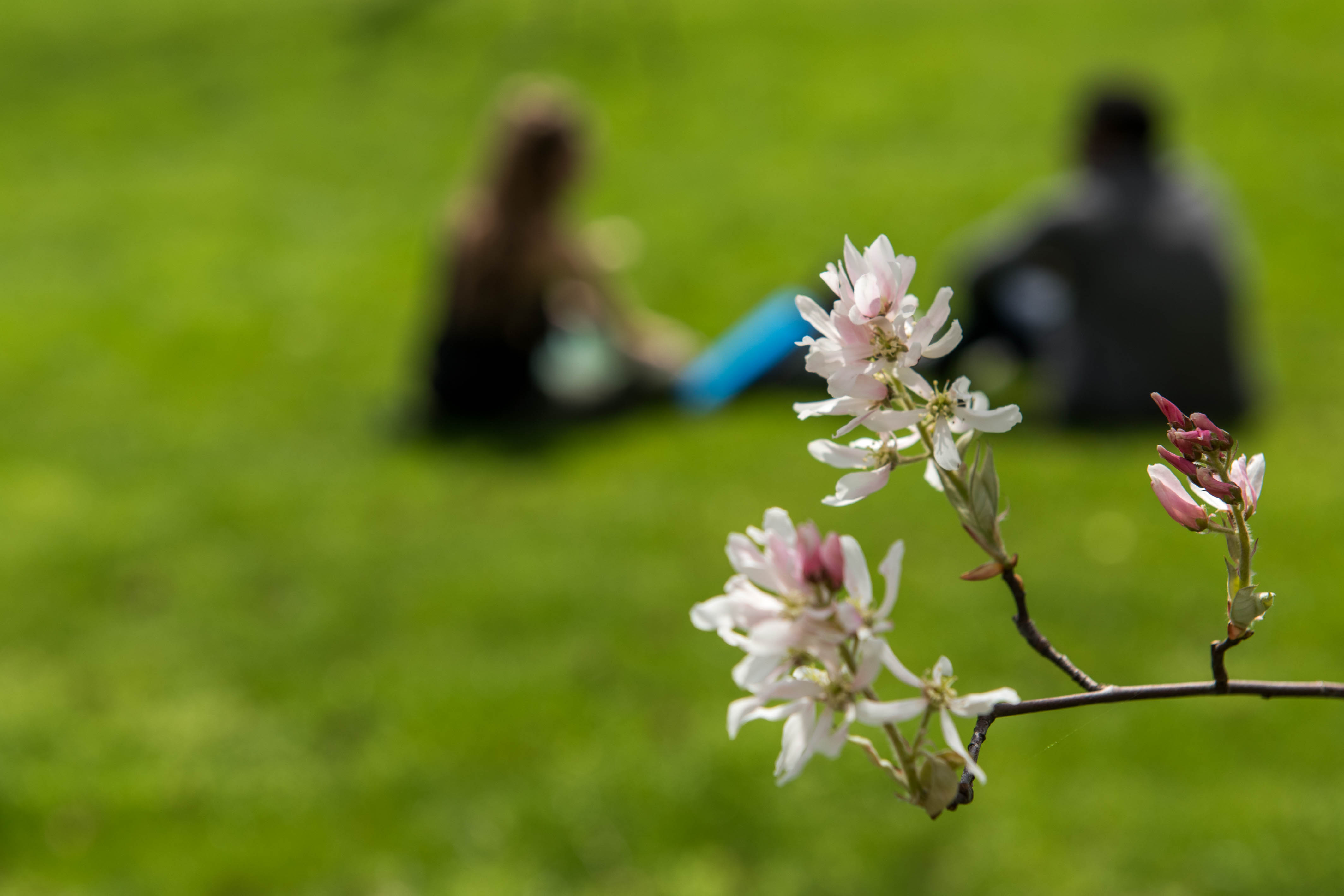 Image of two students sitting on the grass in the background with the focus on a plant in bloom in the foreground. 